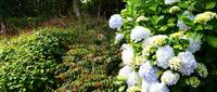 Terwidden Garden
