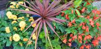 Terwidden Garden