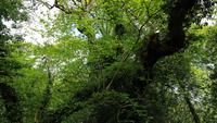 The Lost Gardens of Heligan 20180515 130231