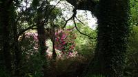 The Lost Gardens of Heligan 20180515 130403