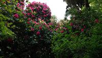 The Lost Gardens of Heligan 20180515 130723