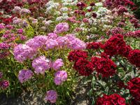 The Lost Gardens of Heligan