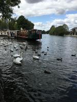 Themse in Windsor