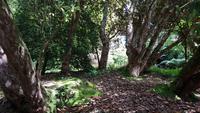 Trebah 20180515 172626