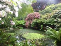Trebah Garden 