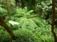 Trebah Garden 