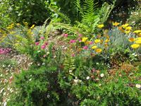 Trebah Garden