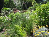 Trebah Garden
