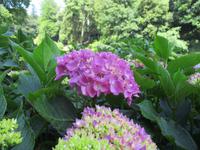 Trebah Garden