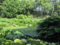 Trebah Garden