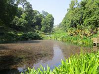 Trebah Garden