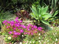 Trebah Garden