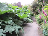 Trebah Garden