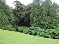 Trebah Garden