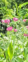 Trelissick Garden 