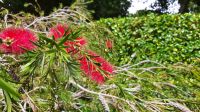 Trelissick Garden