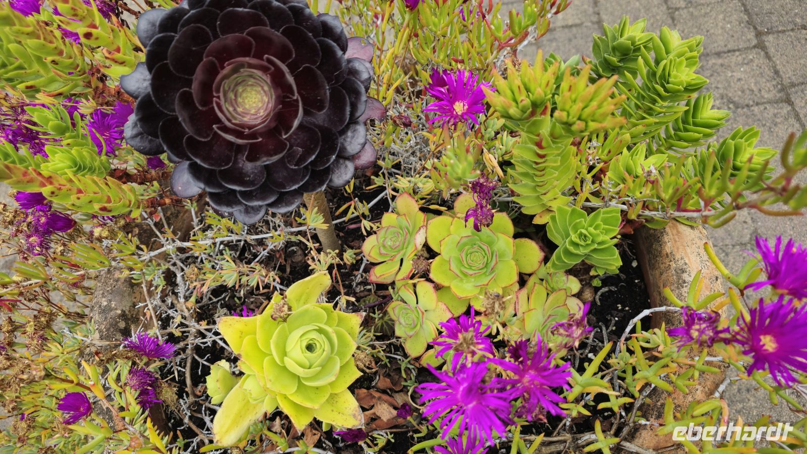 Tresco Abbeygardens