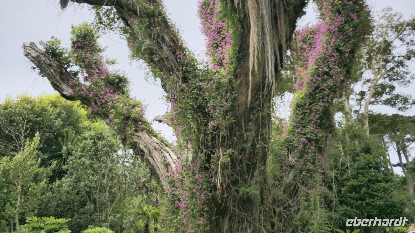 Tresco Abbeygardens