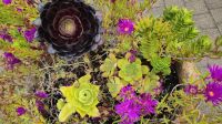Tresco Abbeygardens
