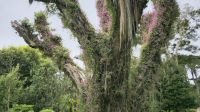 Tresco Abbeygardens