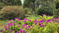 Tresco Abbeygardens