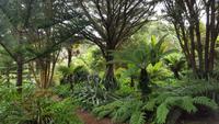 Tresco-Abbey Garden 20170829_113249