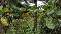 Tresco-Abbey Garden 20170829_114617