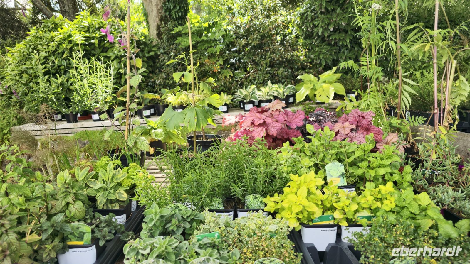 Trewidden Garden