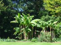 Trewidden Garden