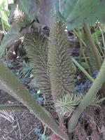 Trewidden Garden