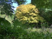 Trewidden Garden