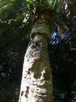 Trewidden Garden