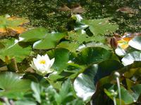 Trewidden Garden
