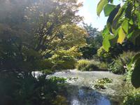 Trewidden Garden