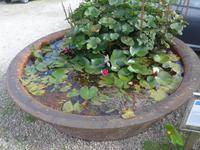 Trewidden Garden