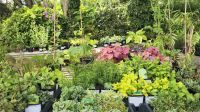 Trewidden Garden