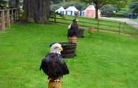 Warwick Castle