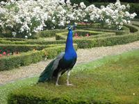 Warwick Castle