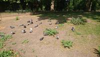 Wasservögel im St. James Park