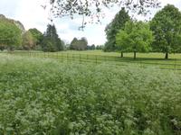 West Dean Garden 