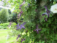 West Dean Garden