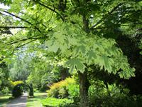 West Dean Garden