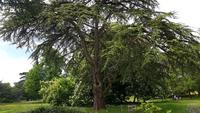 West Dean Gardens 20180513 130014
