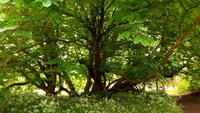 West Dean Gardens 20180513 134553