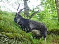 West Highland Way