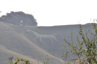 Whitehorse