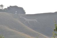 Whitehorse