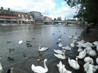 Windsor