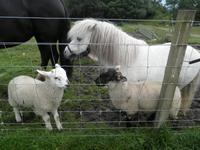 Working Sheepdogs