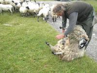 Working Sheepdogs